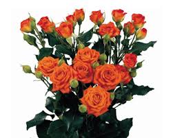 Pink Roses